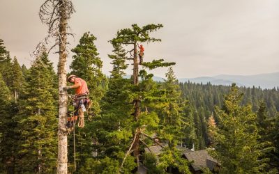 Estate Tree Services